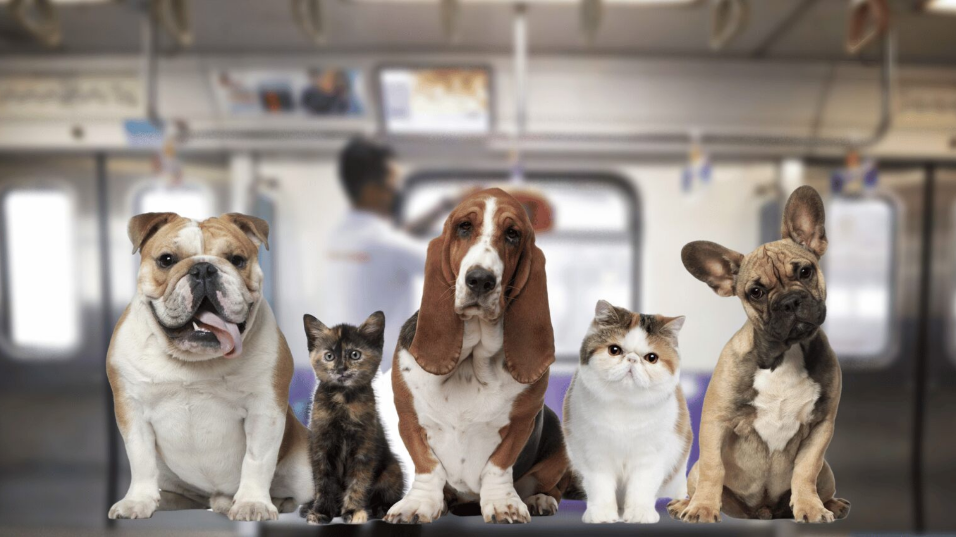 Beginning in February, pet owners are permitted to take their animals on LRT-2 trains.