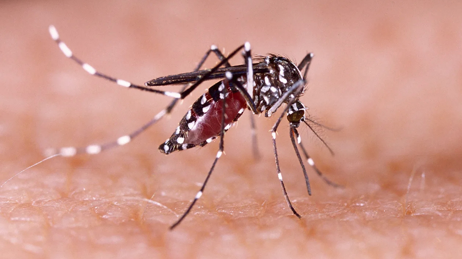 Scientists from UP Baguio help city executives monitor dengue cases.