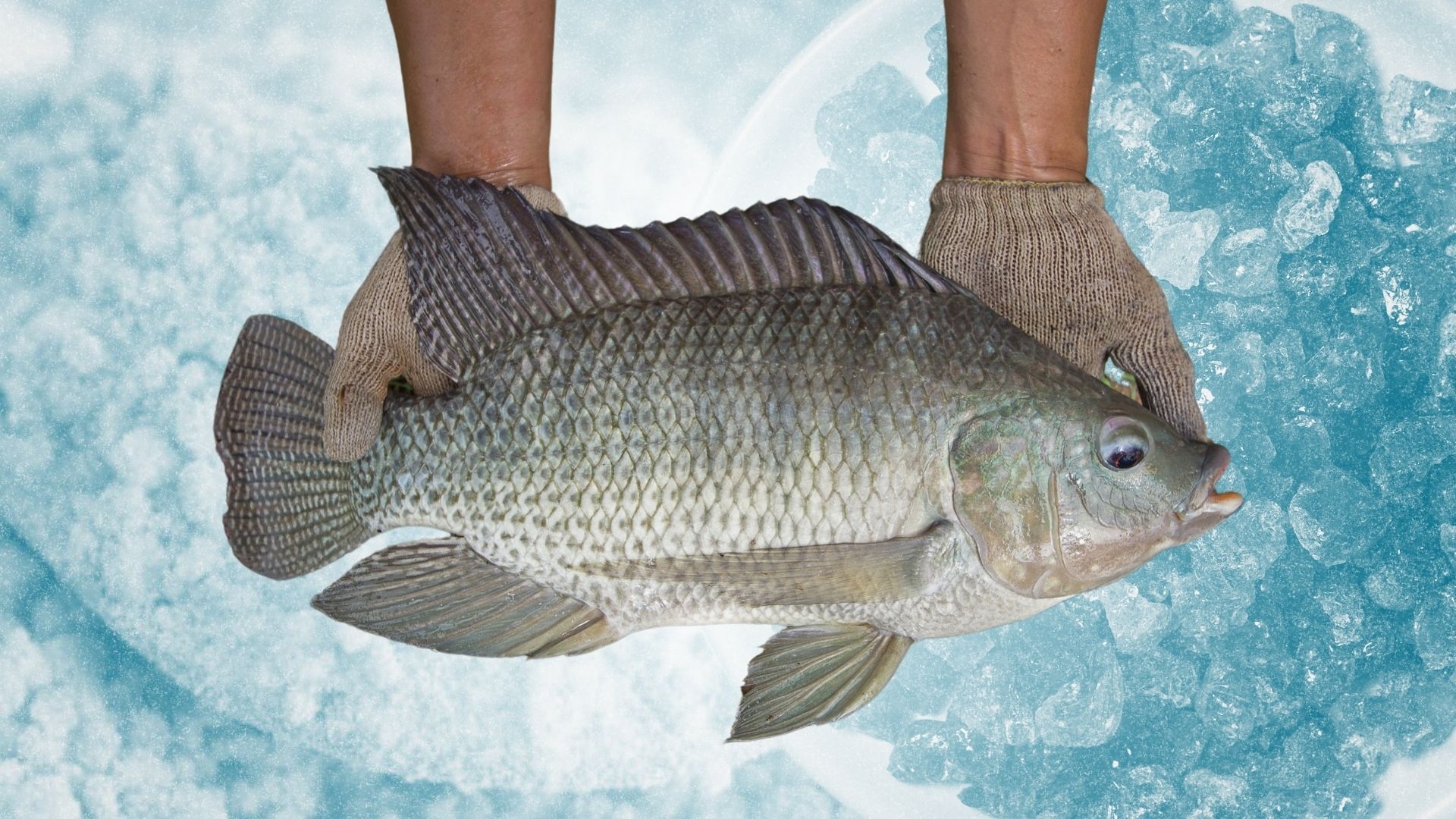 Researchers from Egypt and the Philippines Discover Breakthrough Method for Raising Tilapia in Cold Climates Using Chewing Gum Ingredients