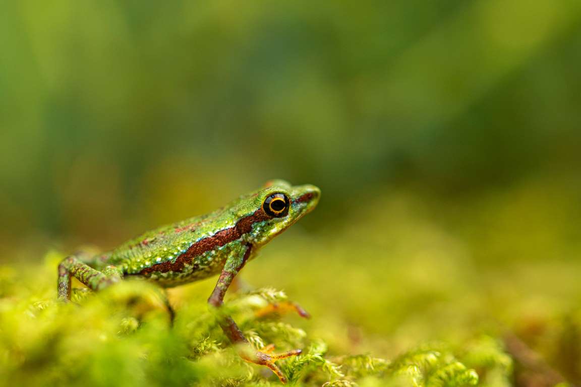 'Extinct' toad rediscovered after 30 years