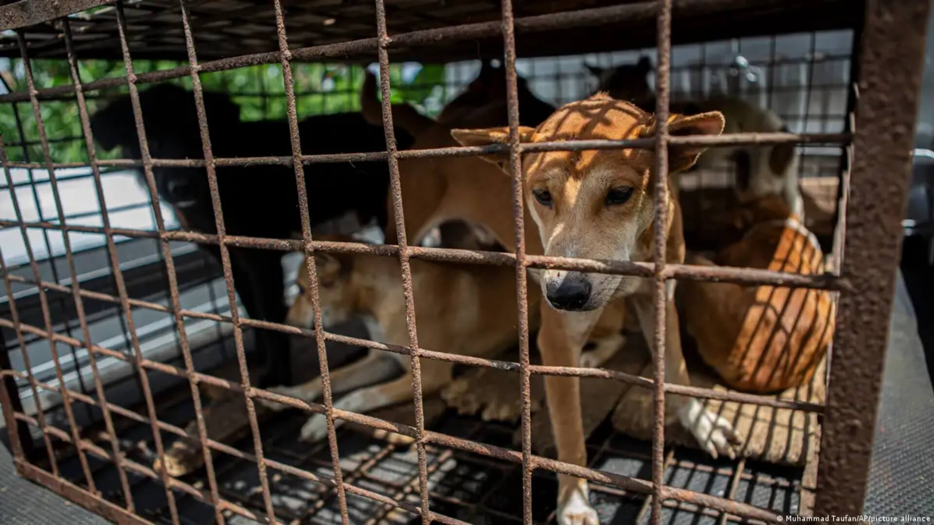 An "extreme" Indonesian market bans the sale of dog and cat meat.