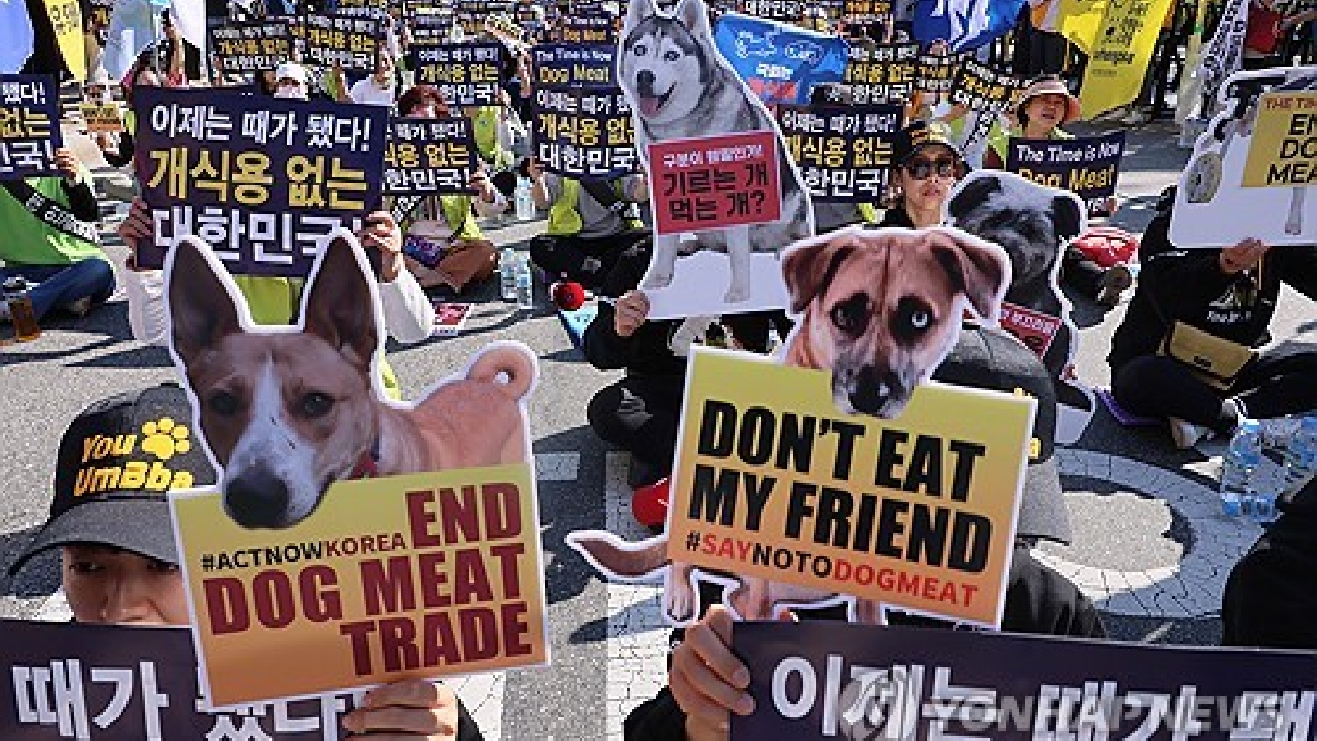 On Tuesday, the South Korean parliament is anticipated to decide whether to gradually outlaw the consumption and sale of dog meat.