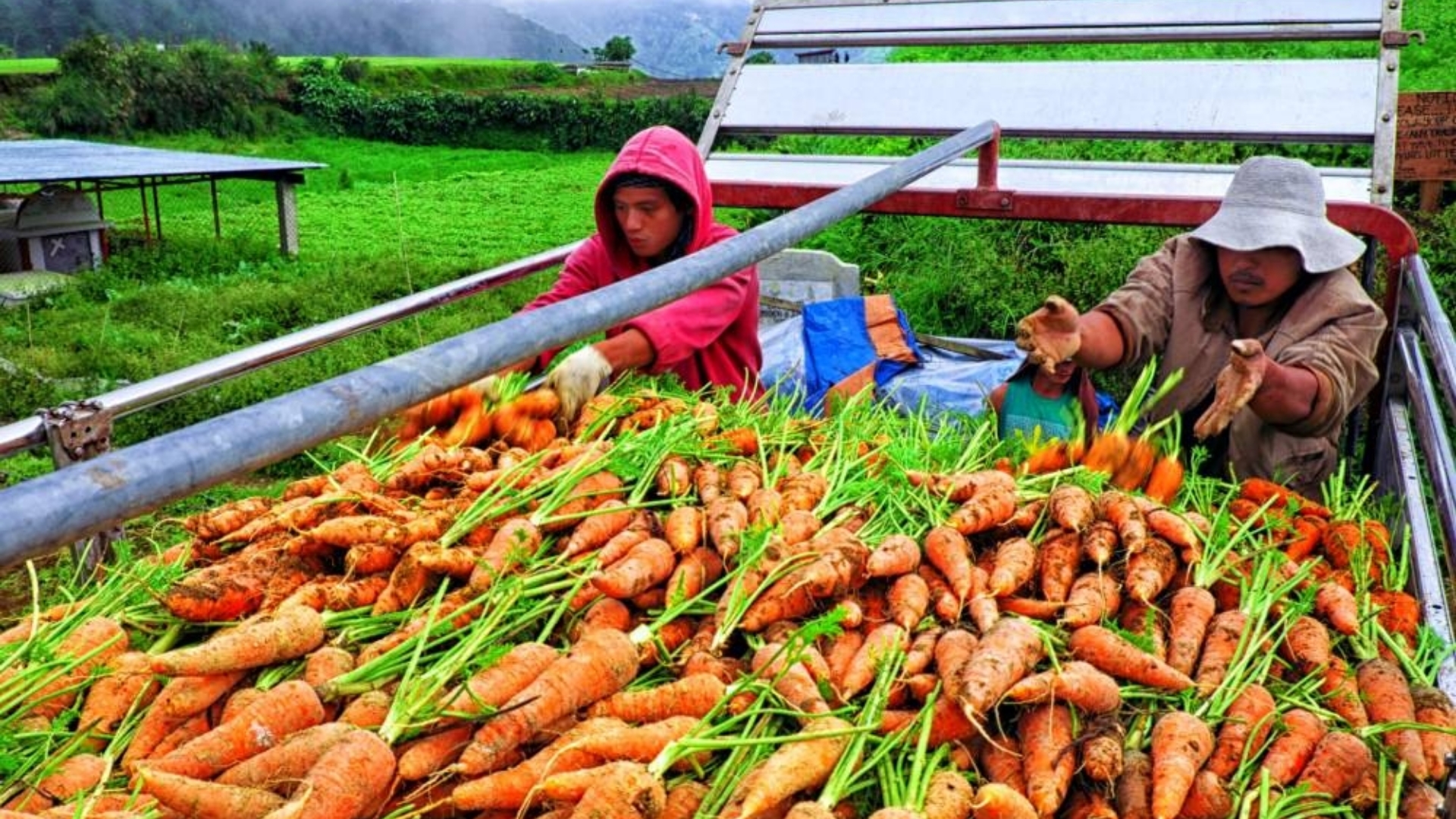 Carrot abundance in Benguet attributed to smuggling