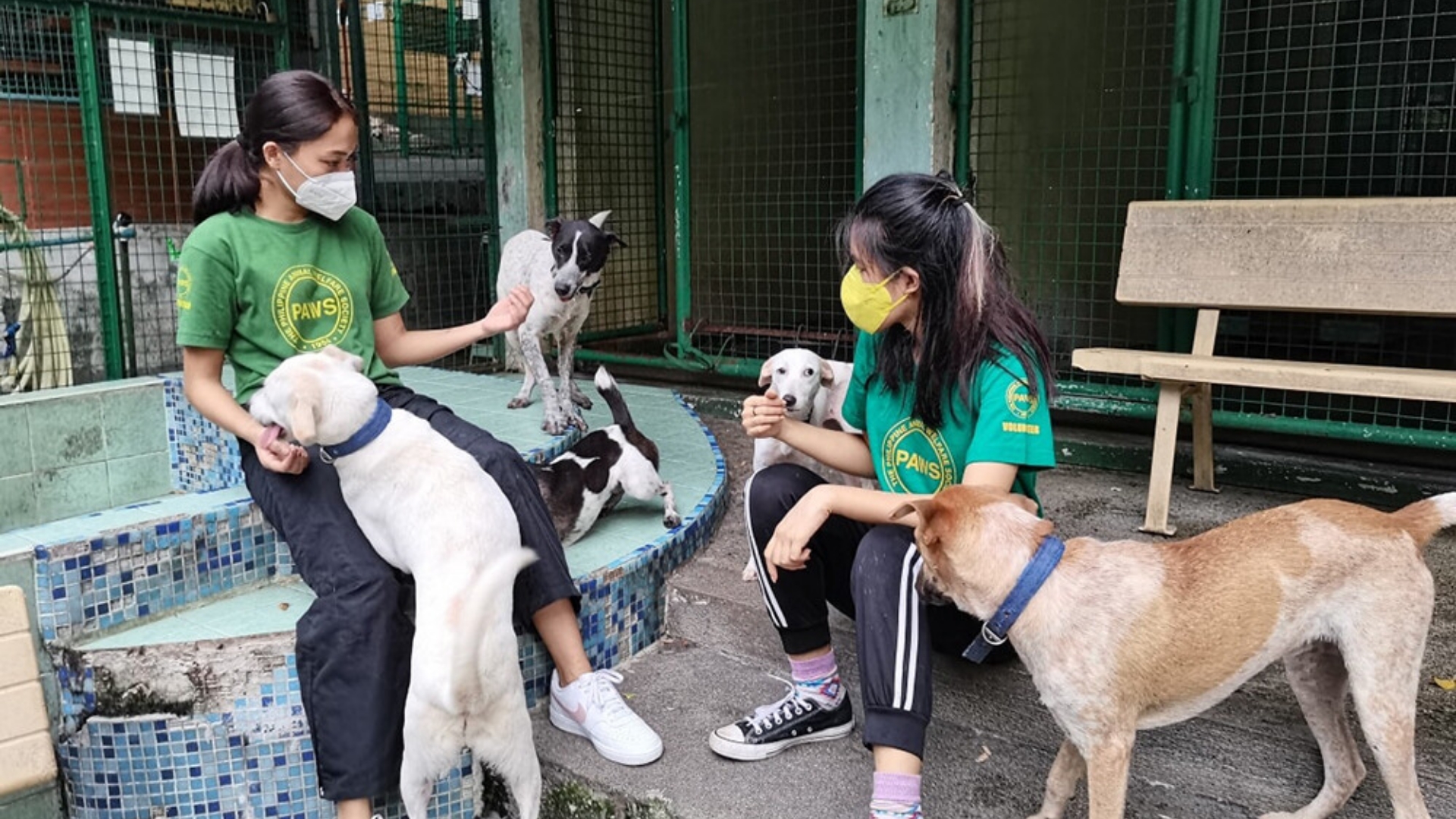 PAWS requests assistance for the Pampanga Pogo hub's rescued pets' medical needs.