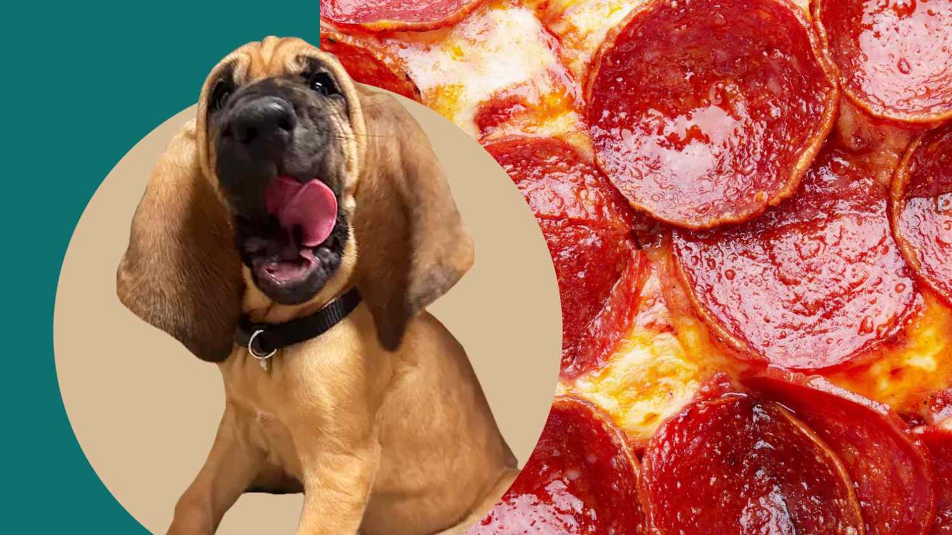 Bo, a bloodhound who is 10 months old and recently joined the police force, caught two pizza thieves.